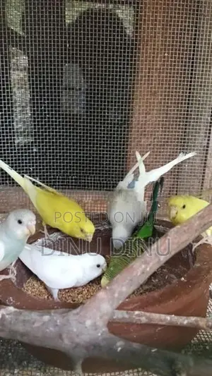Love Birds