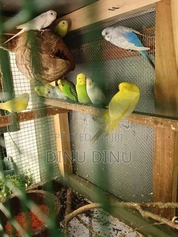 Love Birds