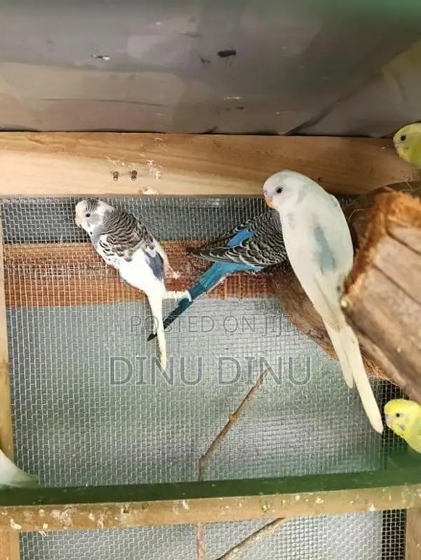 Love Birds
