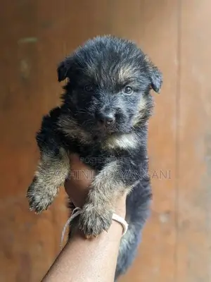 German Shepherd Puppy