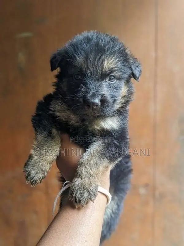 German Shepherd Puppy