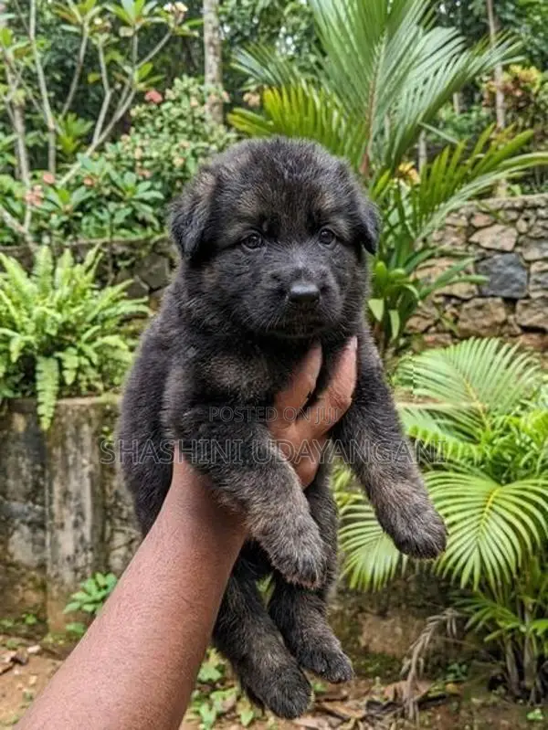 German Shepherd Puppy