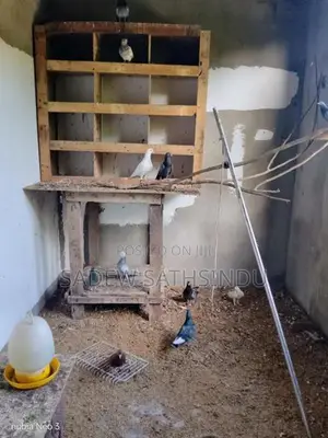 Pigeon
