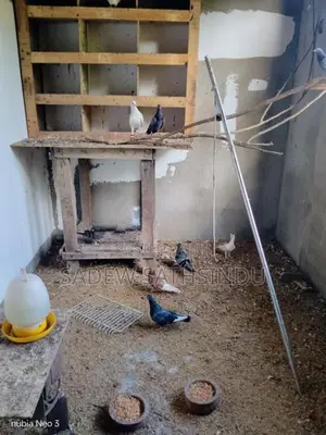 Pigeon