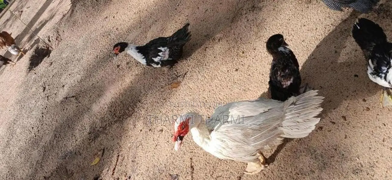 Tharaha