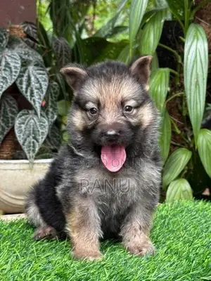 Lion Shepherd Puppies