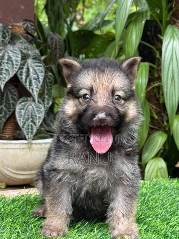 Lion Shepherd Puppies