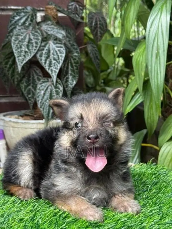 Lion Shepherd Puppies