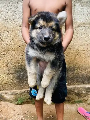 Lian Shepherd