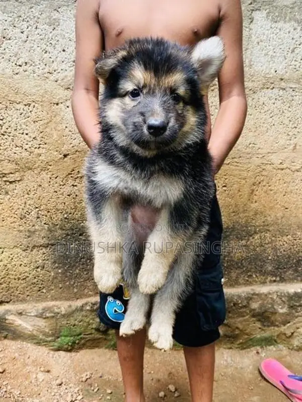 Lian Shepherd