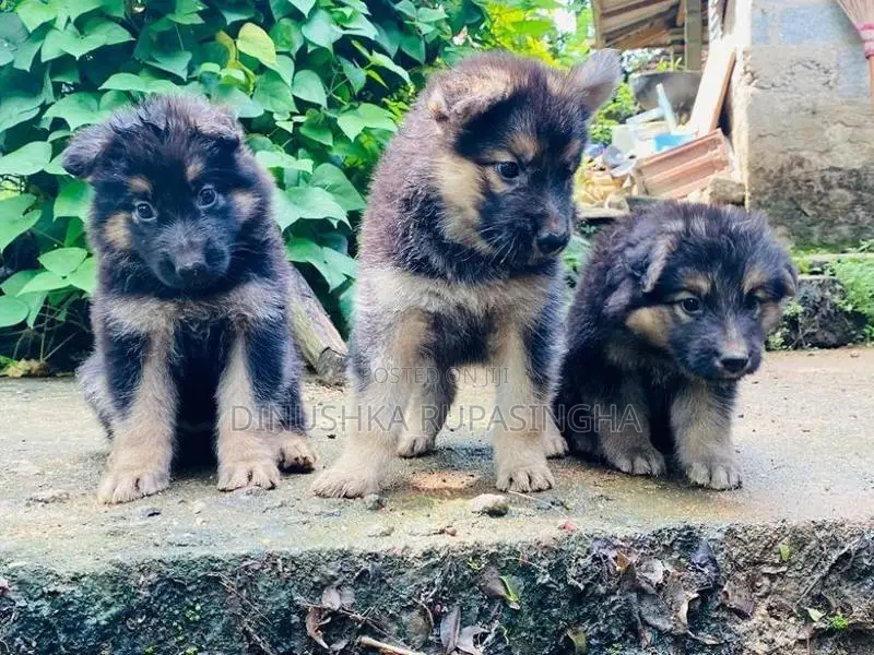 Lian Shepherd