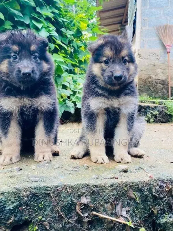 Lian Shepherd