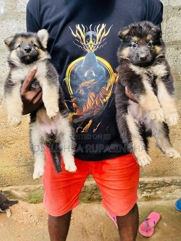 Lian Shepherd