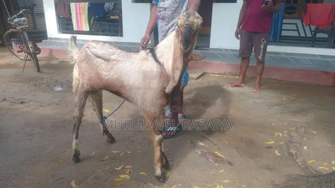 Nalla Ena Kidaikutty
