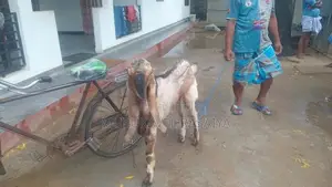 Nalla Ena Kidaikutty