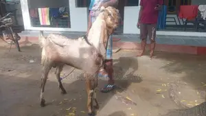 Nalla Ena Kidaikutty