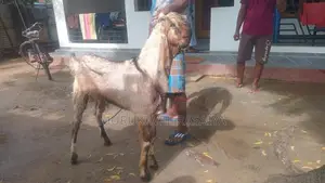 Nalla Ena Kidaikutty