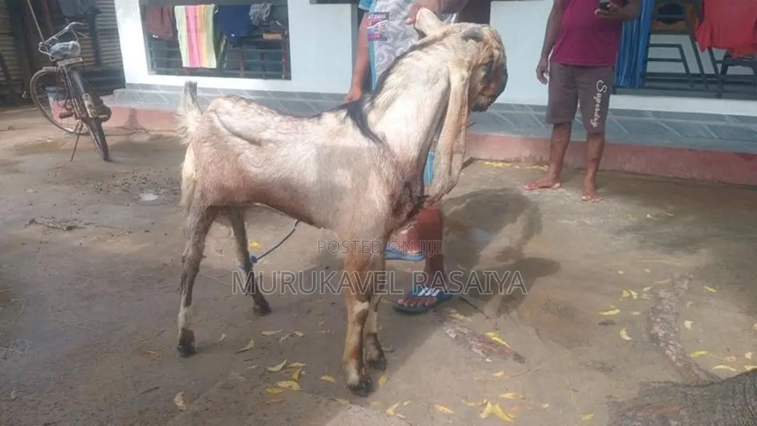 Nalla Ena Kidaikutty