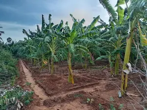 Plantain Garden In Kopay Nallur
