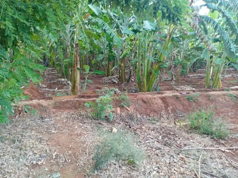 Plantain Garden In Kopay Nallur