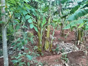Plantain Garden In Kopay Nallur