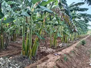 Plantain Garden In Kopay Nallur