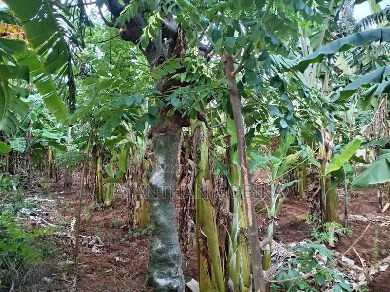 Plantain Garden In Kopay Nallur