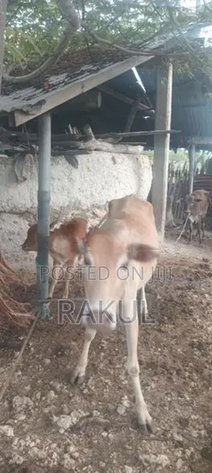 ஊர்மாடுகள்