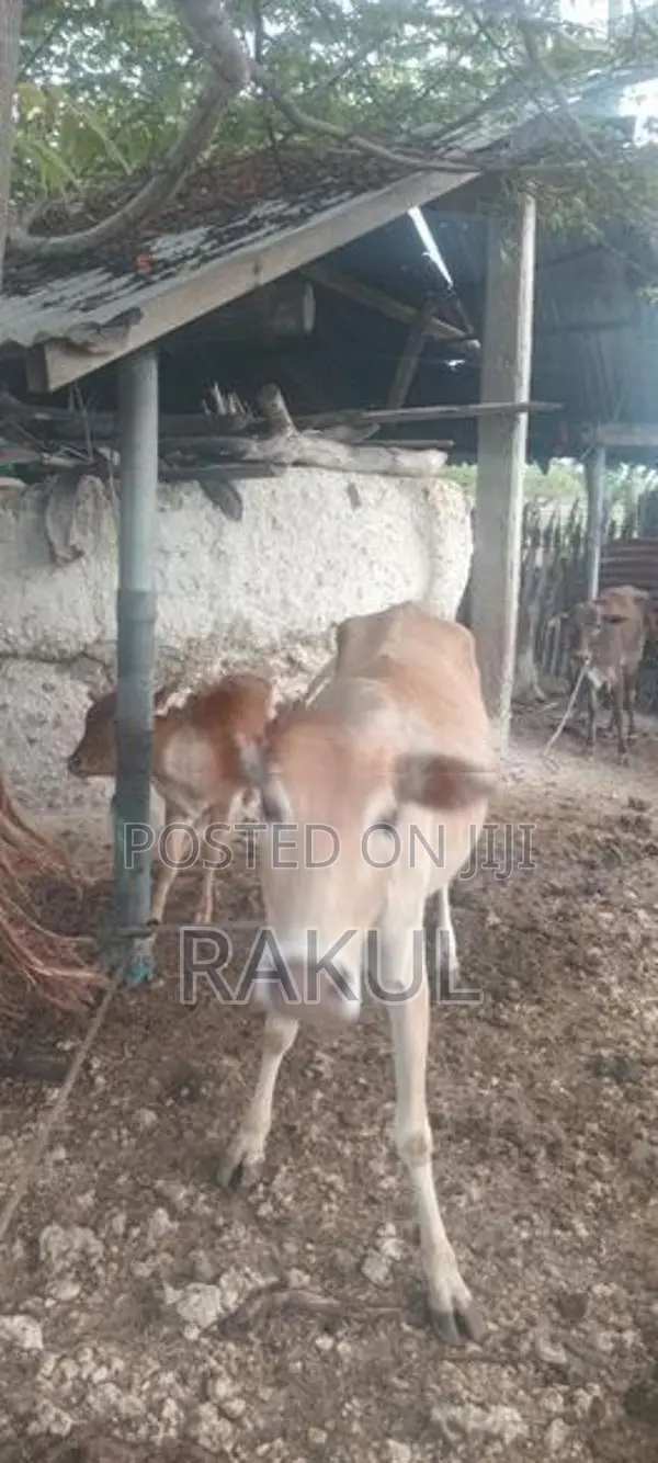 ஊர்மாடுகள்