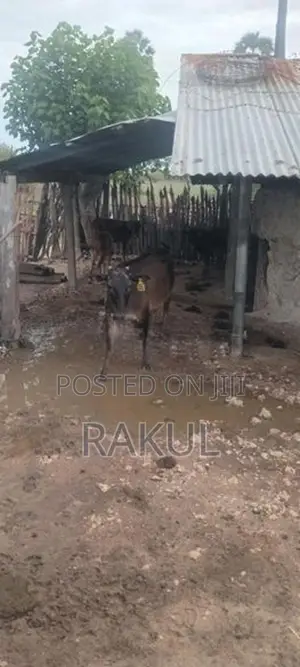 ஊர்மாடுகள்