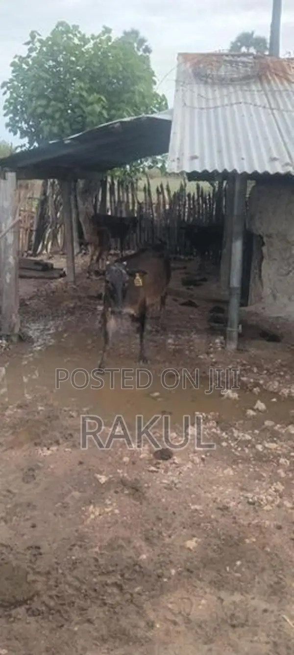 ஊர்மாடுகள்