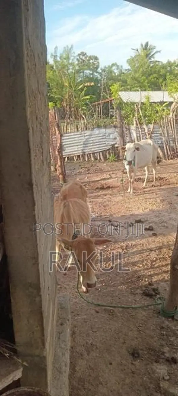 ஊர்மாடுகள்