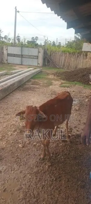 ஊர்மாடுகள்