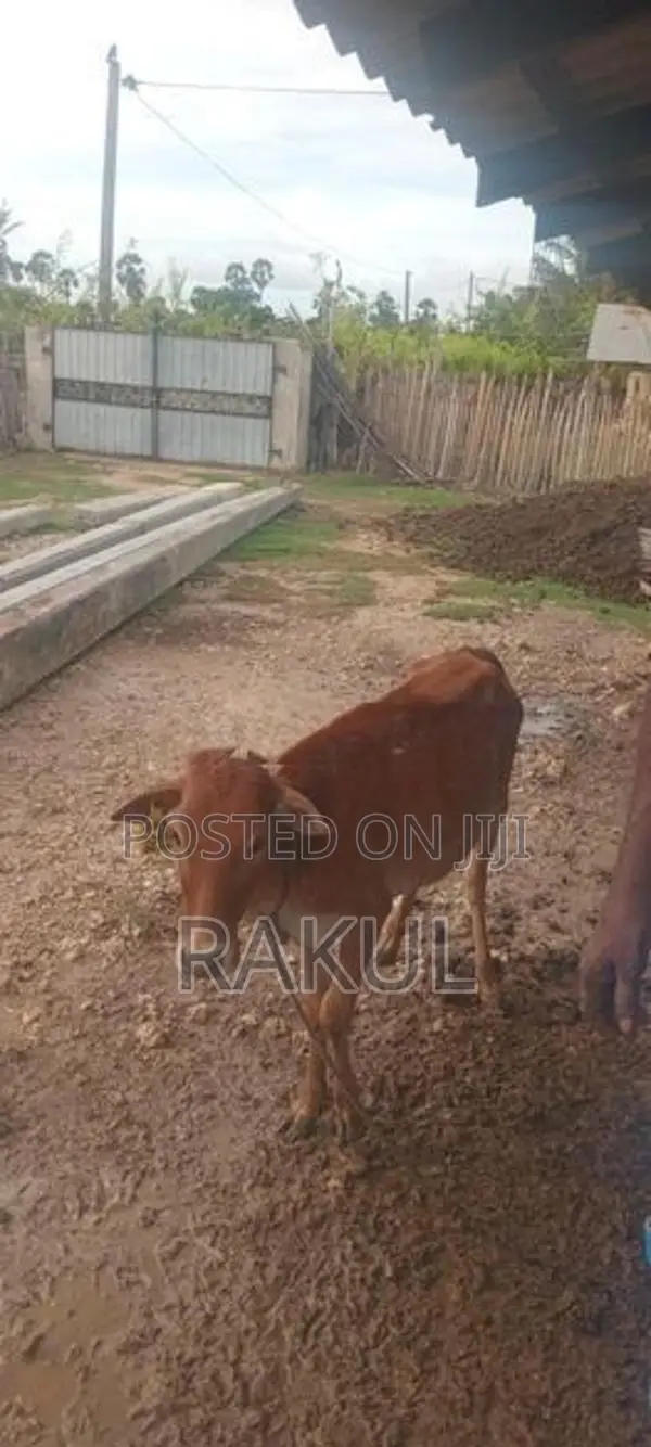 ஊர்மாடுகள்