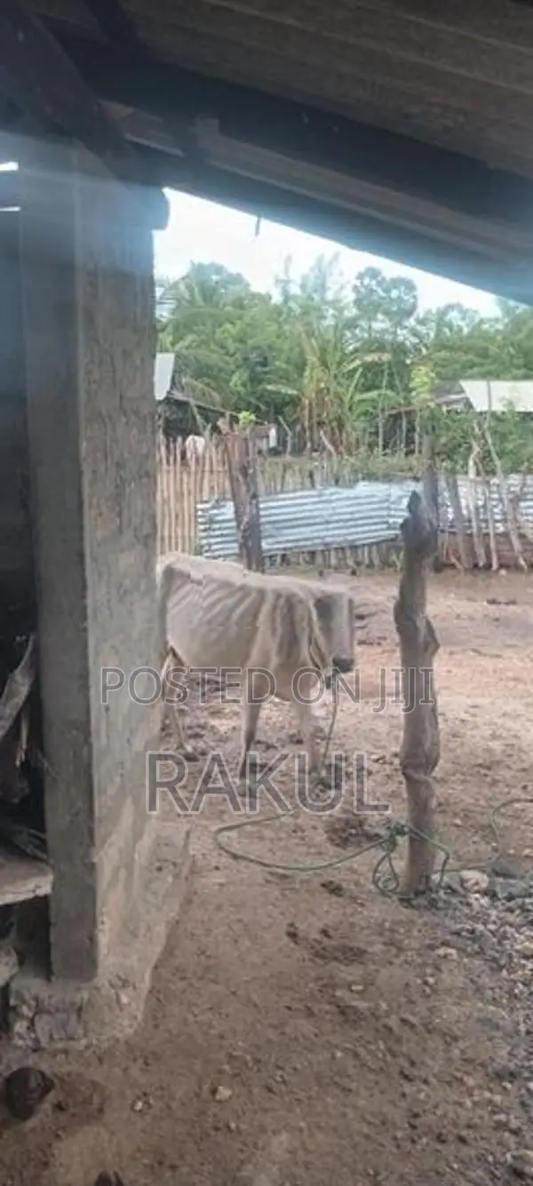 ஊர்மாடுகள்