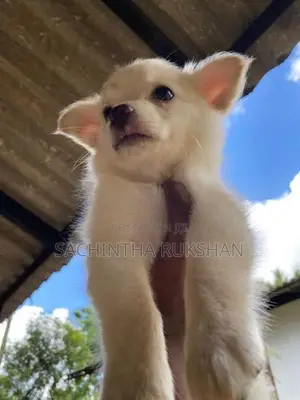 Pomeranian