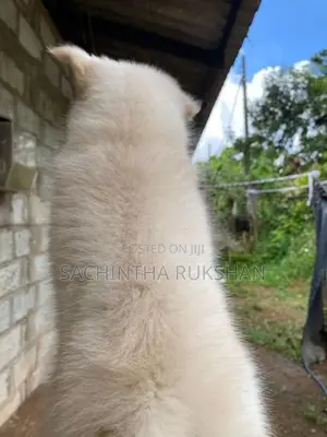 Pomeranian