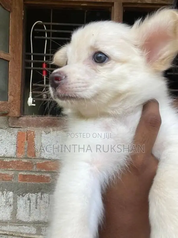 Pomeranian