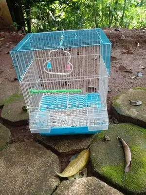 Bird Cages