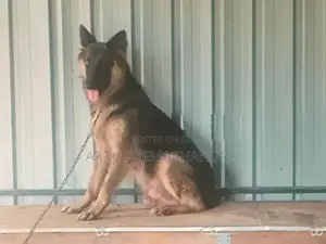 Lion Shepard Male Dog