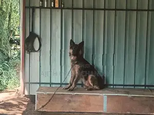 Lion Shepard Male Dog