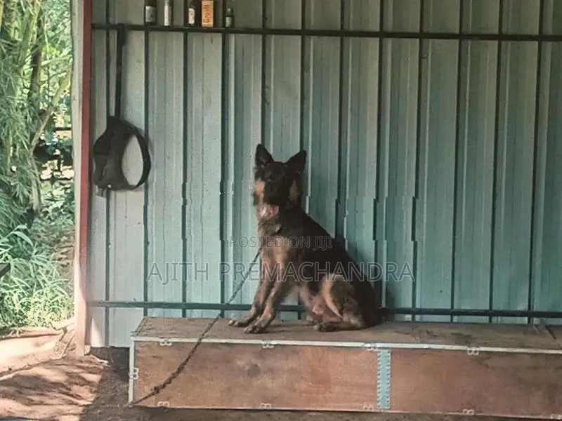 Lion Shepard Male Dog