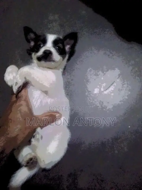 Male Crossed Puppies