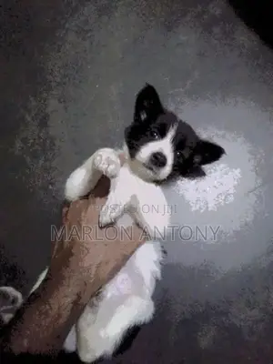Male Crossed Puppies