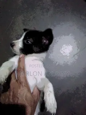 Male Crossed Puppies