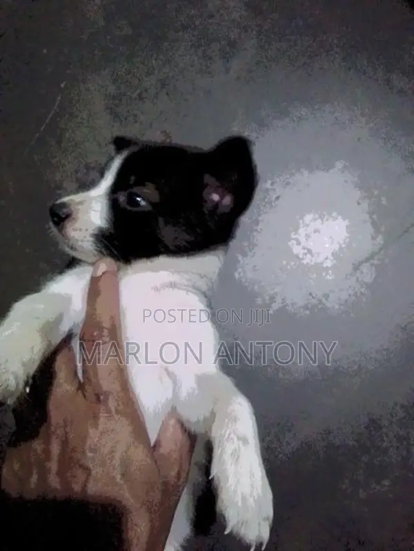 Male Crossed Puppies