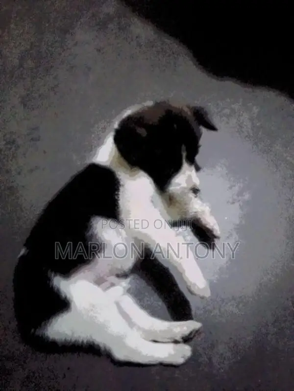 Male Crossed Puppies