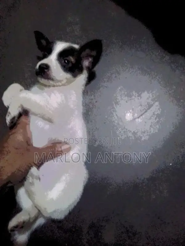 Male Crossed Puppies