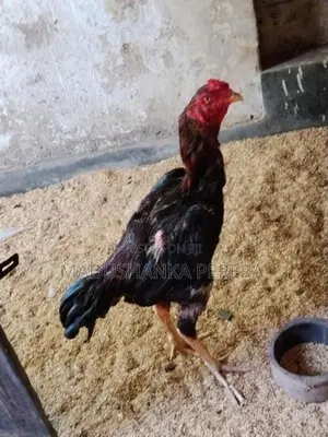Farm Chicks