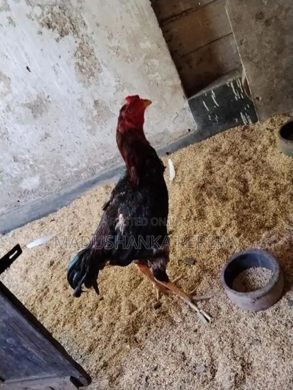 Farm Chicks